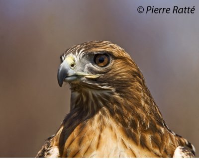 Buse à queue rousse, Red-tailed hawk
