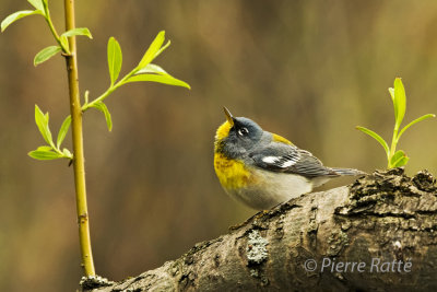 Paruline à collier, Northern parula