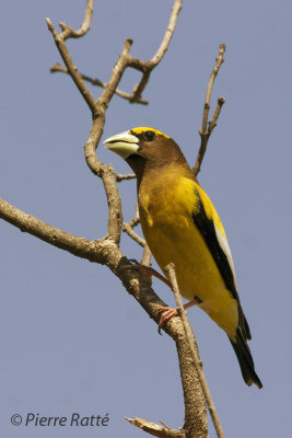 Gros-bec errant,Grosbeak Evening