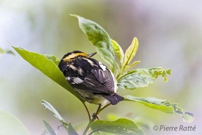 Paruline à gorge orangé, Blackburnian Warbler