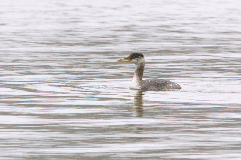 Grebe_Red-necked HS3_1045.jpg