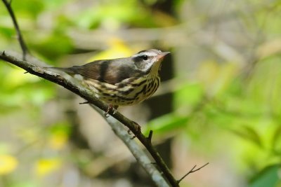 Waterthrush_Louisiana.jpg