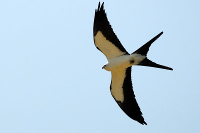 Kite_Swallow-tailed HS6_9308.jpg