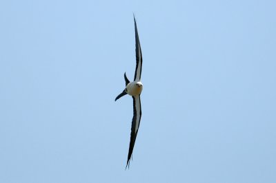 Kite_Swallow-tailed HS6_9326.jpg