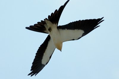 Kite_Swallow-tailed HS6_9341.jpg