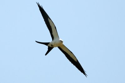 Kite_Swallow-tailed HS6_9354.jpg
