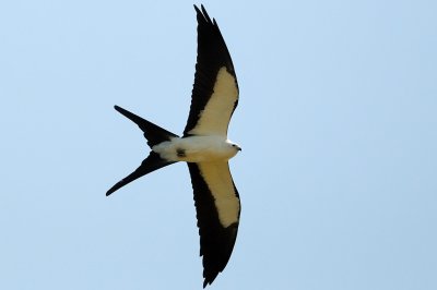 Kite_Swallow-tailed HS6_9372.jpg