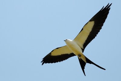 Kite_Swallow-tailed 