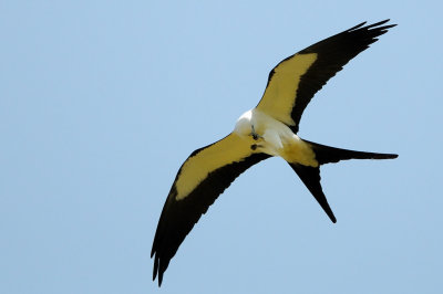 Kite_Swallow-tailed HS6_9465.jpg