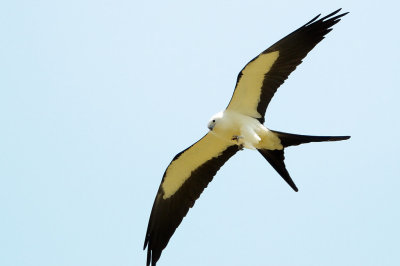 Kite_Swallow-tailed HS6_9466.jpg
