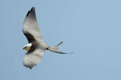 Kite_Swallow-tailed HS6_9469.jpg