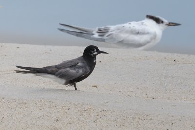 Tern_Black HS7_0758.jpg