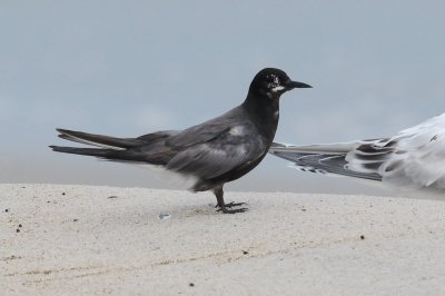 Tern_Black HS7_0779.jpg