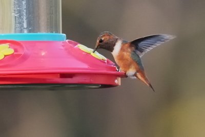 Hummingbird_Allen's HS7_3260.jpg