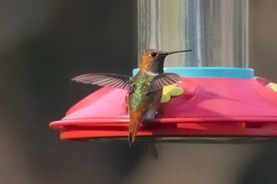 Hummingbird_Allen's 
