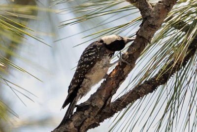 Woodpecker_Red-cockaded HS5_9612.jpg