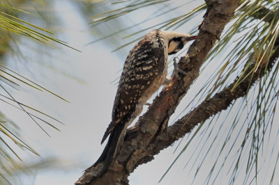 Woodpecker_Red-cockaded HS5_9634.jpg