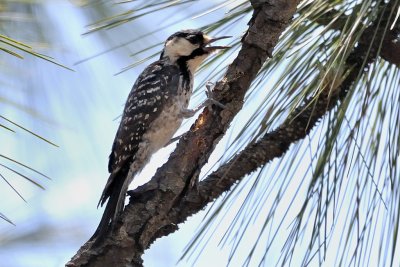 Woodpecker_Red-cockaded HS5_9646.jpg