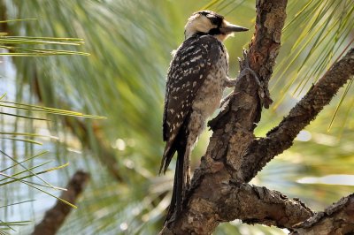 Woodpecker_Red-cockaded HS5_9657.jpg