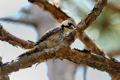 Woodpecker_Red-cockaded HS5_9681.jpg