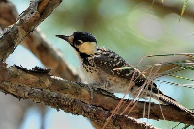 Woodpecker_Red-cockaded HS5_9701.jpg