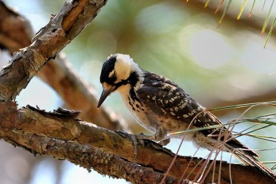 Woodpecker_Red-cockaded HS5_9717.jpg