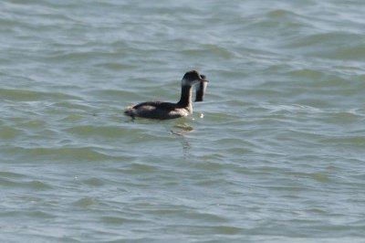 Grebe_Eared HS7_4341.jpg