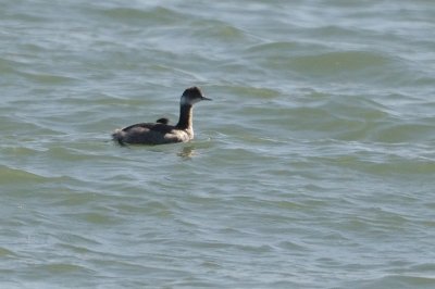 Grebe_Eared HS7_4342.jpg