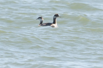 Grebe_Eared HS7_4343.jpg