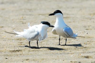 Tern_Gull_billed 1141D.jpg