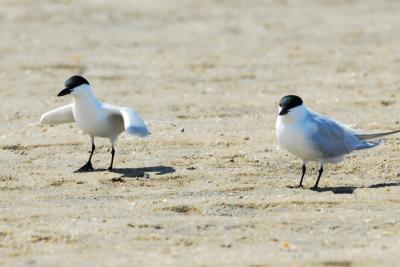 Tern_Gull_billed 1156D.jpg