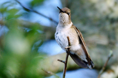 Hummingbird_Black-chinned HS3_1646.jpg