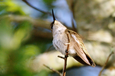 Hummingbird_Black-chinned HS3_1715.jpg