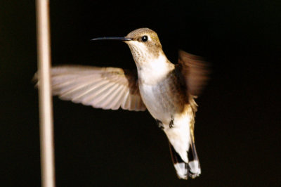 Hummingbird_Black-chinned HS3_1746.jpg