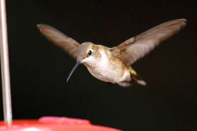 Hummingbird_Black-chinned HS3_1760.jpg