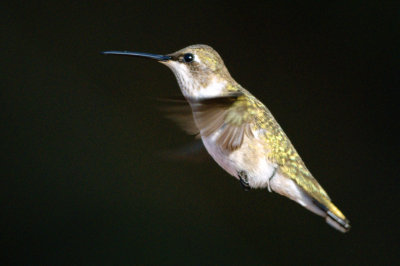 Hummingbird_Black-chinned HS3_1783.jpg