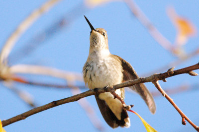 Hummingbird_Black-chinned HS3_1836.jpg