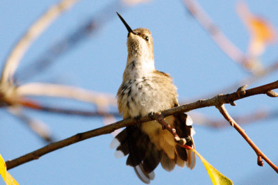 Hummingbird_Black-chinned HS3_1840.jpg