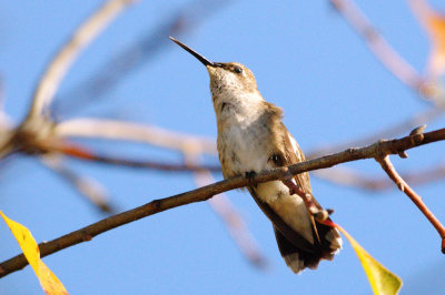 Hummingbird_Black-chinned HS3_1851.jpg