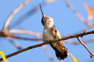 Hummingbird_Black-chinned HS3_1852.jpg