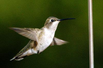 Hummingbird_Black-chinned HS3_1861.jpg