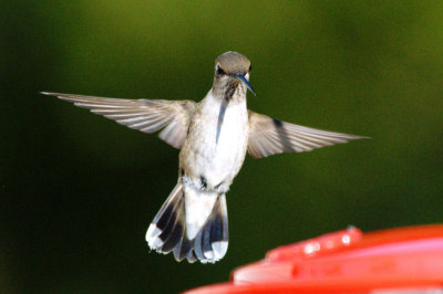 Hummingbird_Black-chinned HS3_1872.jpg