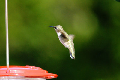 Hummingbird_Black-chinned HS3_1879.jpg