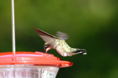 Hummingbird_Black-chinned HS3_1882.jpg