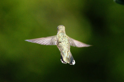 Hummingbird_Black-chinned HS3_1887.jpg