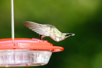 Hummingbird_Black-chinned HS3_1895.jpg
