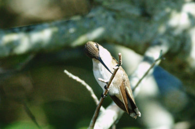 Hummingbird_Black-chinned HS3_1903.jpg
