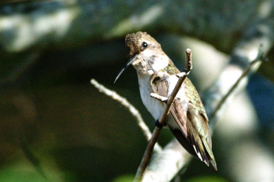 Hummingbird_Black-chinned HS3_1915.jpg