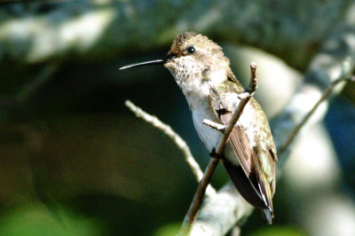 Hummingbird_Black-chinned HS3_1958.jpg
