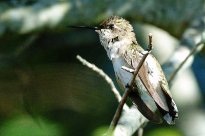 Hummingbird_Black-chinned HS3_1959.jpg